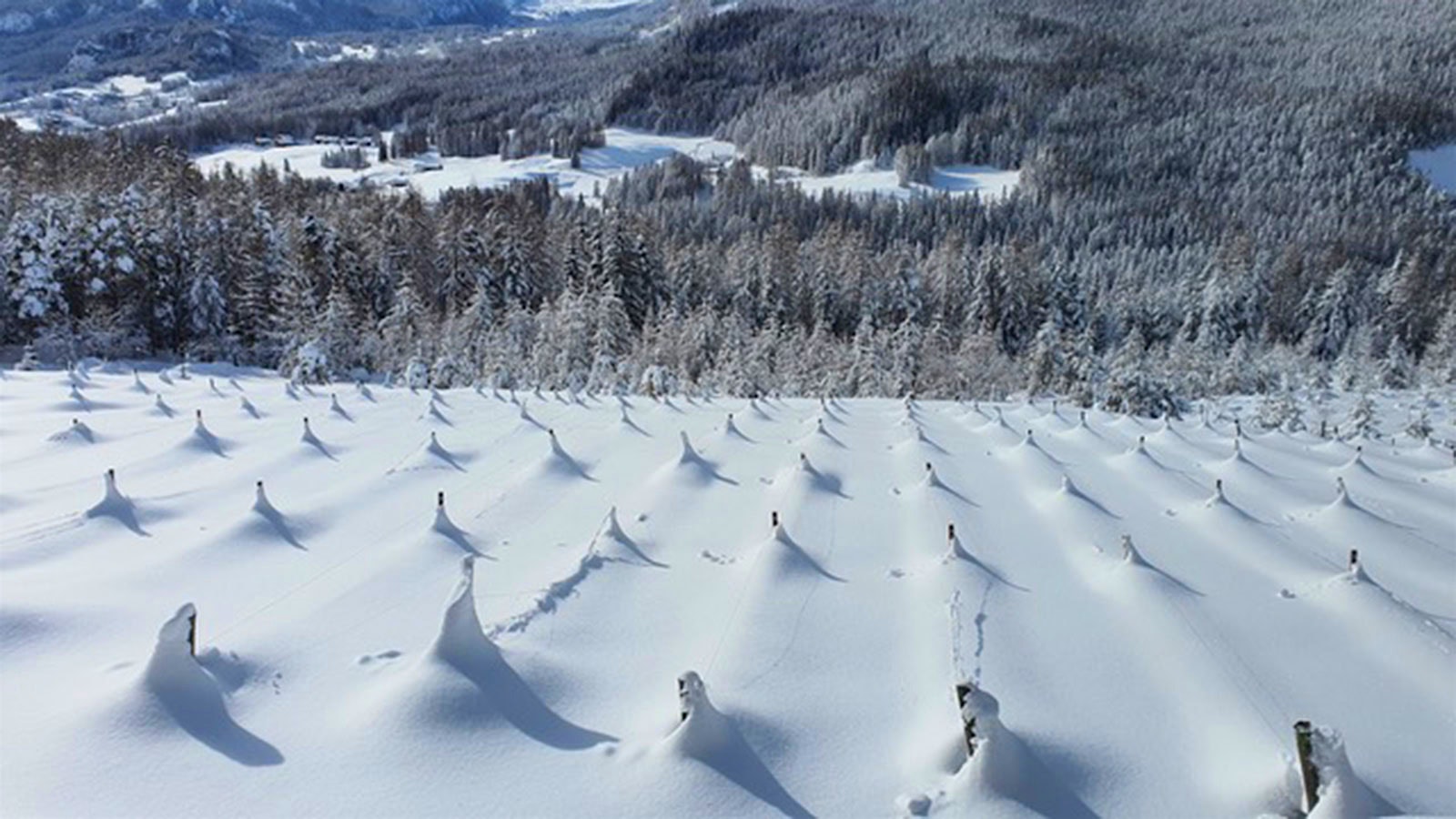 The mountainside Vigna Major vineyard, with vine trunks blanketed in winter snow